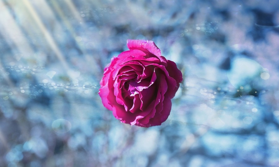 rose pink blue reflection
