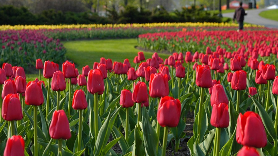 Canadian Tulip Festival (Image Credit: Ottawa Tourism)